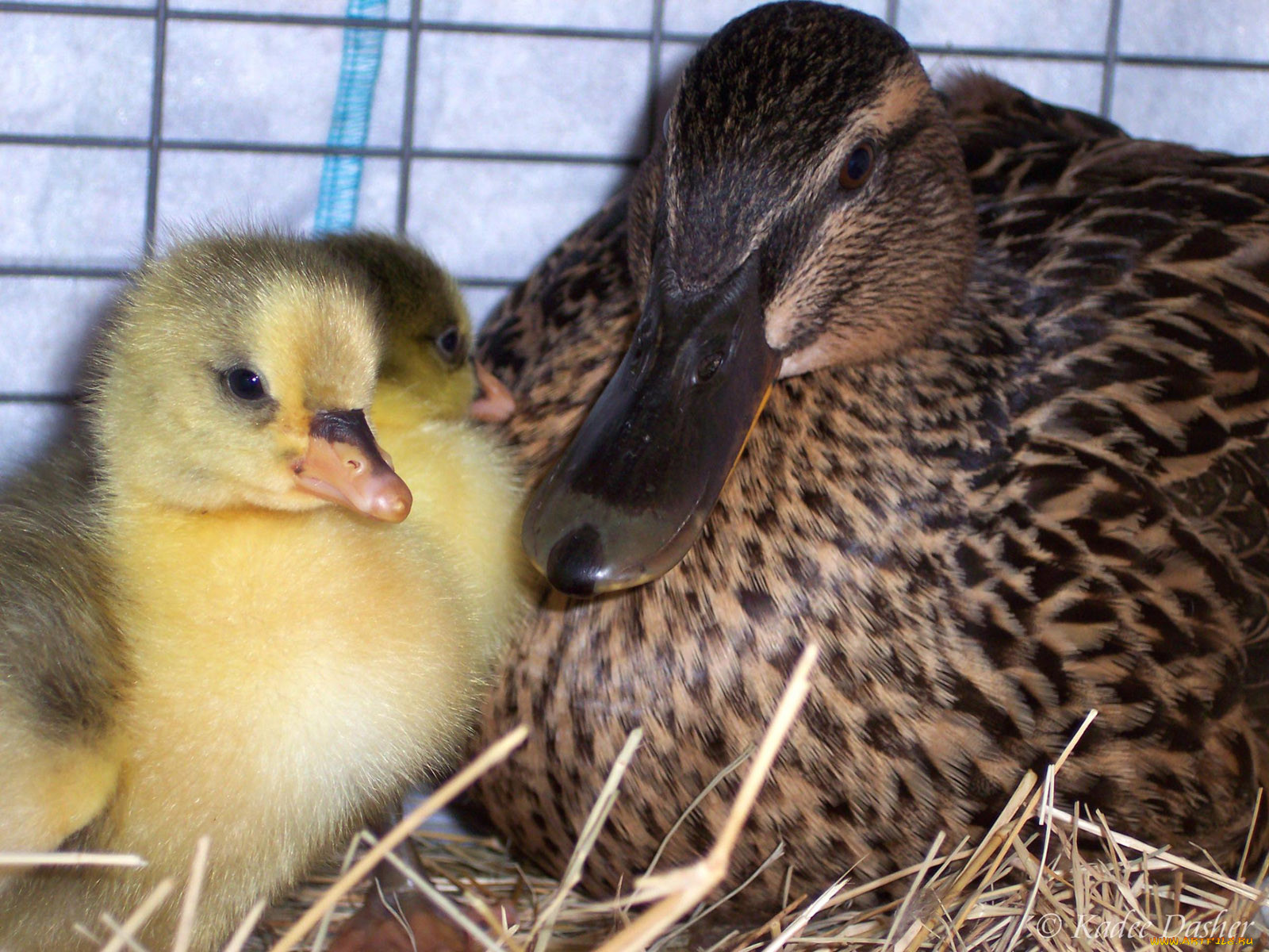 goslings, with, mama, duck, elfriede, , 